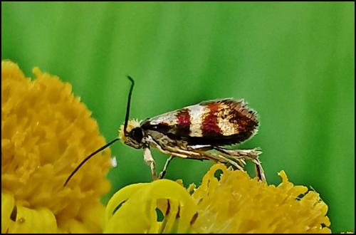 Micropterix aglaella